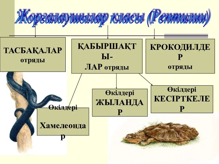 Жорғалаушылар класы (Рептилии) ҚАБЫРШАҚТЫ- ЛАР отряды КРОКОДИЛДЕР отряды ТАСБАҚАЛАР отряды Өкілдері КЕСІРТКЕЛЕР Өкілдері ЖЫЛАНДАР Өкілдері Хамелеондар