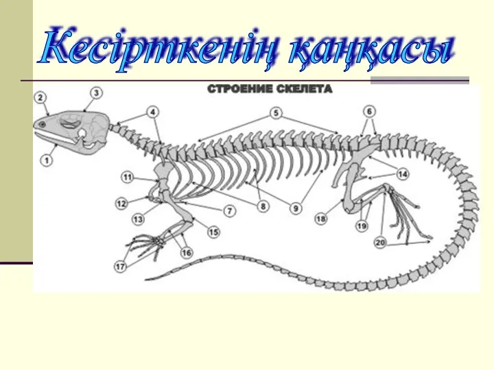 Кесірткенің қаңқасы