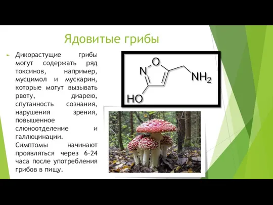 Ядовитые грибы Дикорастущие грибы могут содержать ряд токсинов, например, мусцимол