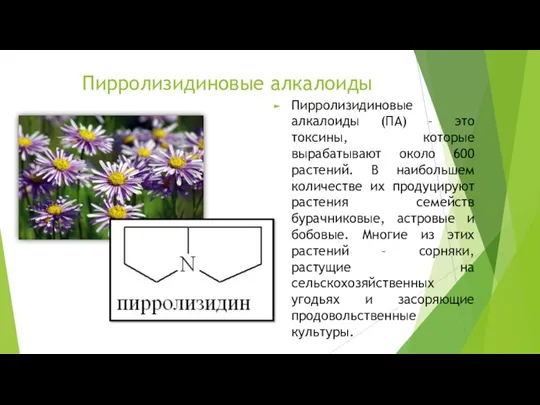 Пирролизидиновые алкалоиды Пирролизидиновые алкалоиды (ПА) – это токсины, которые вырабатывают