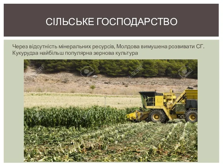 Через відсутність мінеральних ресурсів, Молдова вимушена розвивати СГ. Кукурудза найбільш популярна зернова культура СІЛЬСЬКЕ ГОСПОДАРСТВО