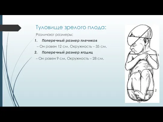 Туловище зрелого плода: Различают размеры: Поперечный размер плечиков – Он