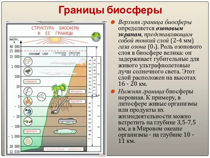 Границы биосферы Верхняя граница биосферы определяется озоновым экраном, представляющим собой