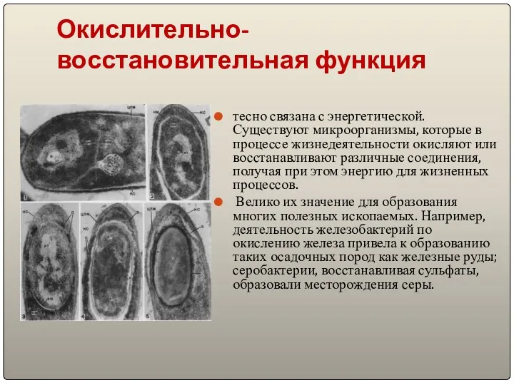 Окислительно-восстановительная функция тесно связана с энергетической. Существуют микроорганизмы, которые в