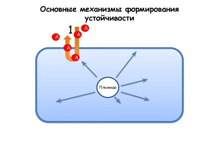 Основные механизмы формирования устойчивости А А А А А 1 Плазмида