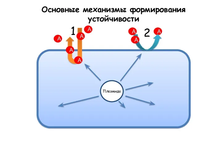 Основные механизмы формирования устойчивости А А А А А А А А 1 2 Плазмида