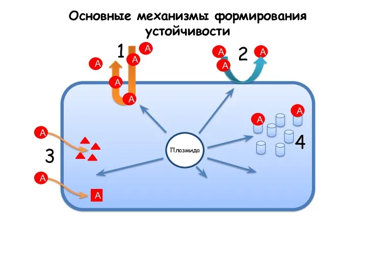 Основные механизмы формирования устойчивости А А А А А А