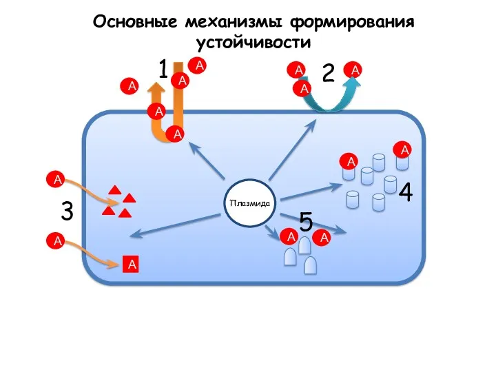 Основные механизмы формирования устойчивости А А А А А А