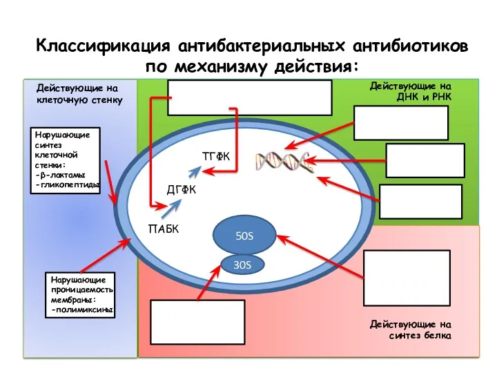 Классификация антибактериальных антибиотиков по механизму действия: ПАБК ДГФК ТГФК 50S