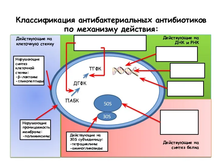 Классификация антибактериальных антибиотиков по механизму действия: ПАБК ДГФК ТГФК 50S