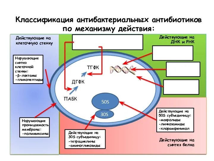 Классификация антибактериальных антибиотиков по механизму действия: ПАБК ДГФК ТГФК 50S