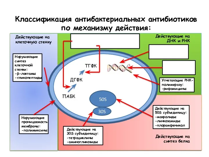 Классификация антибактериальных антибиотиков по механизму действия: ПАБК ДГФК ТГФК 50S