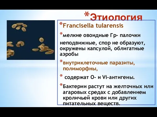 Этиология Francisella tularensis мелкие овоидные Гр- палочки неподвижные, спор не