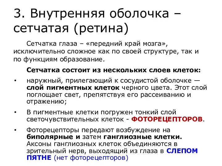 3. Внутренняя оболочка – сетчатая (ретина) Сетчатка глаза – «передний