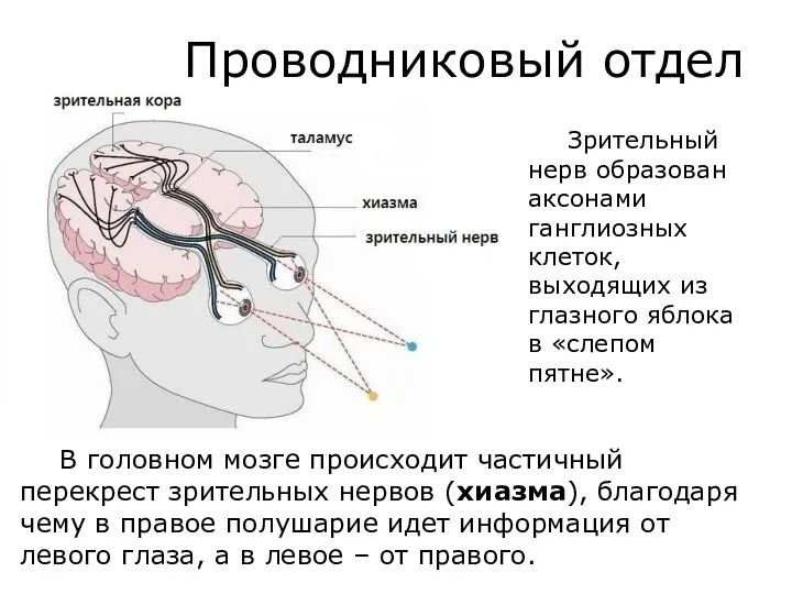 Проводниковый отдел В головном мозге происходит частичный перекрест зрительных нервов
