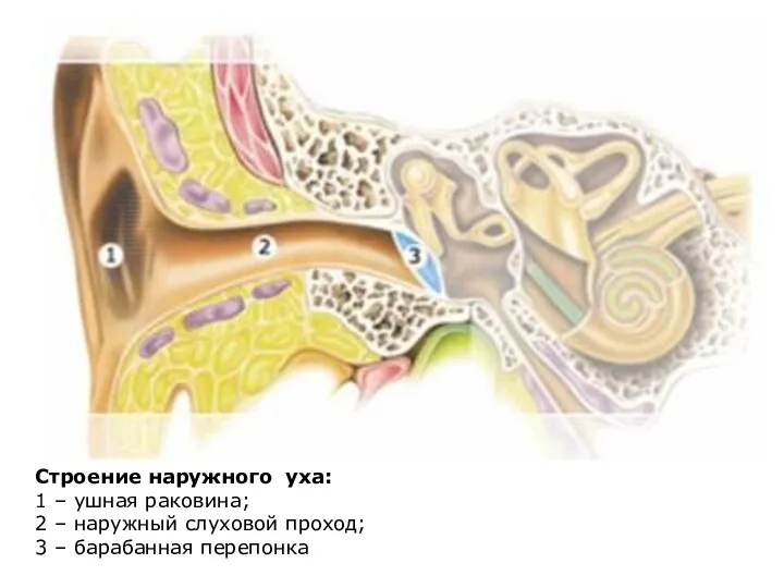 Строение наружного уха: 1 – ушная раковина; 2 – наружный слуховой проход; 3 – барабанная перепонка
