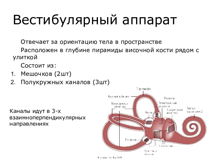 Вестибулярный аппарат Отвечает за ориентацию тела в пространстве Расположен в