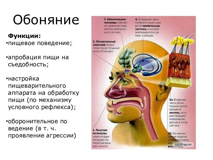 Обоняние Функции: пищевое поведение; апробация пищи на съедобность; настройка пищеварительного