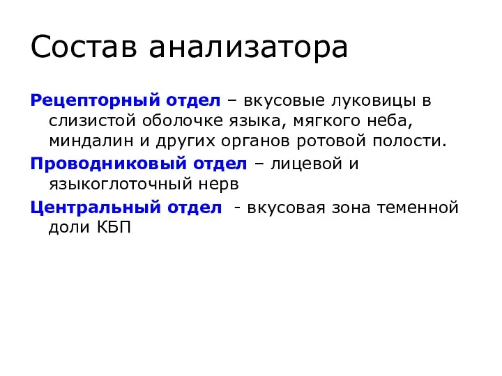 Состав анализатора Рецепторный отдел – вкусовые луковицы в слизистой оболочке