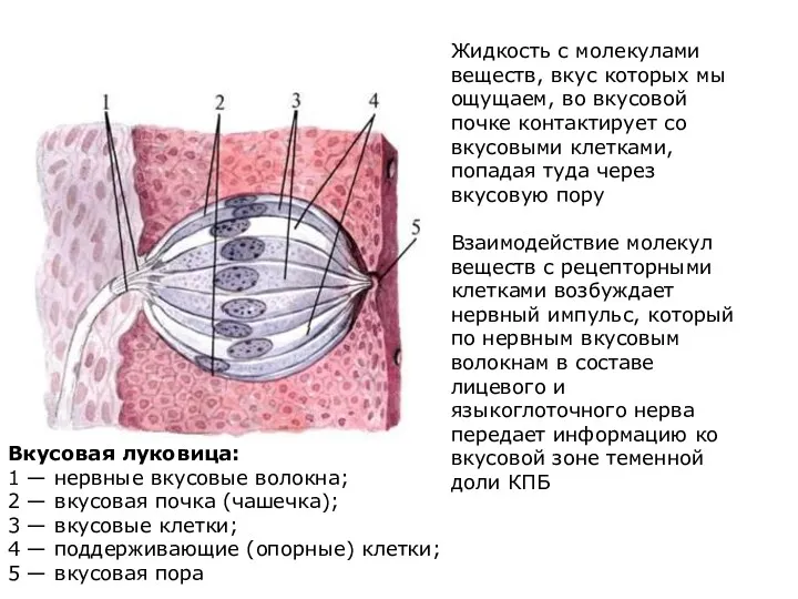 Вкусовая луковица: 1 — нервные вкусовые волокна; 2 — вкусовая