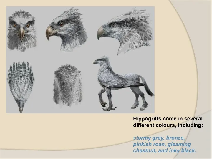 Hippogriffs come in several different colours, including: stormy grey, bronze,