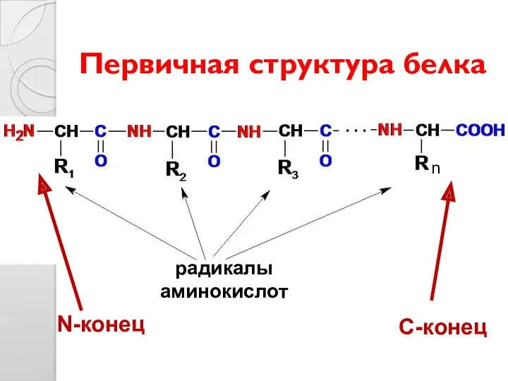 Первичная структура белка n N-конец С-конец радикалы аминокислот