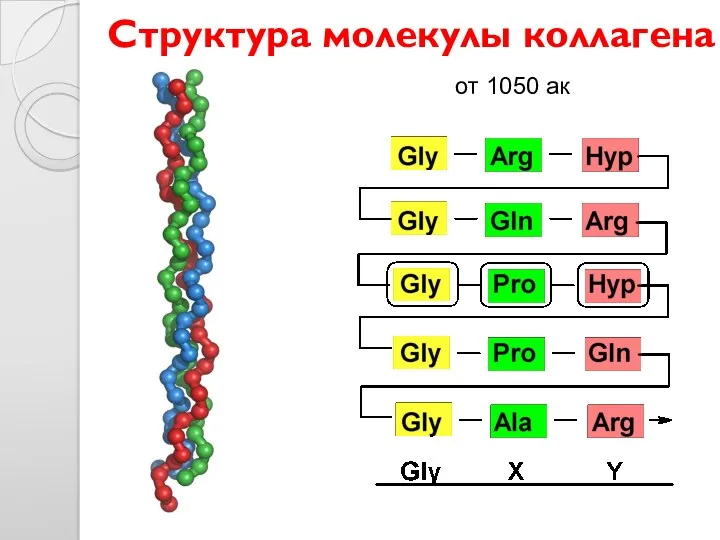 Структура молекулы коллагена от 1050 ак