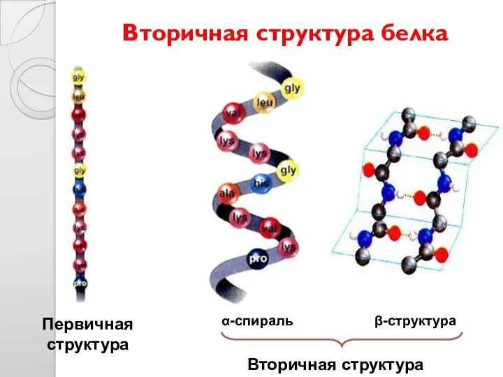 Вторичная структура белка Первичная структура α-спираль β-структура Вторичная структура