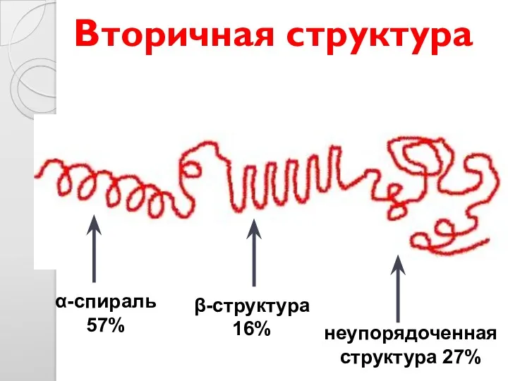 Вторичная структура α-спираль 57% β-структура 16% неупорядоченная структура 27%