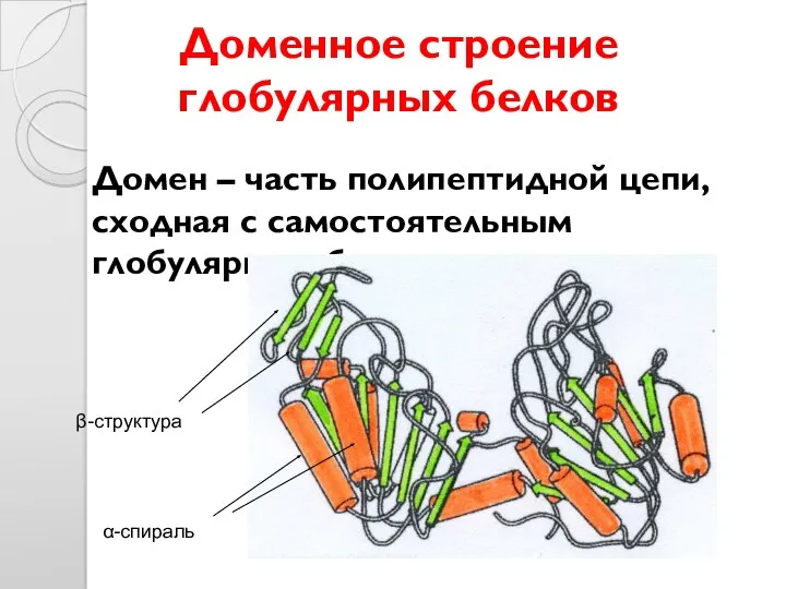 Доменное строение глобулярных белков Домен – часть полипептидной цепи, сходная с самостоятельным глобулярным белком α-спираль β-структура