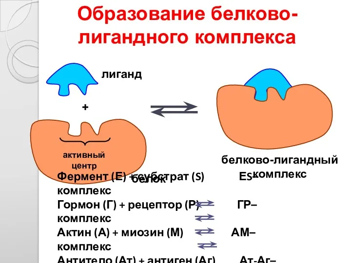 активный центр лиганд белок белково-лигандный комплекс + Образование белково-лигандного комплекса