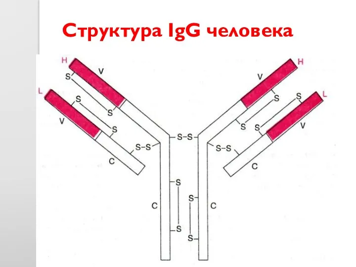 Структура IgG человека