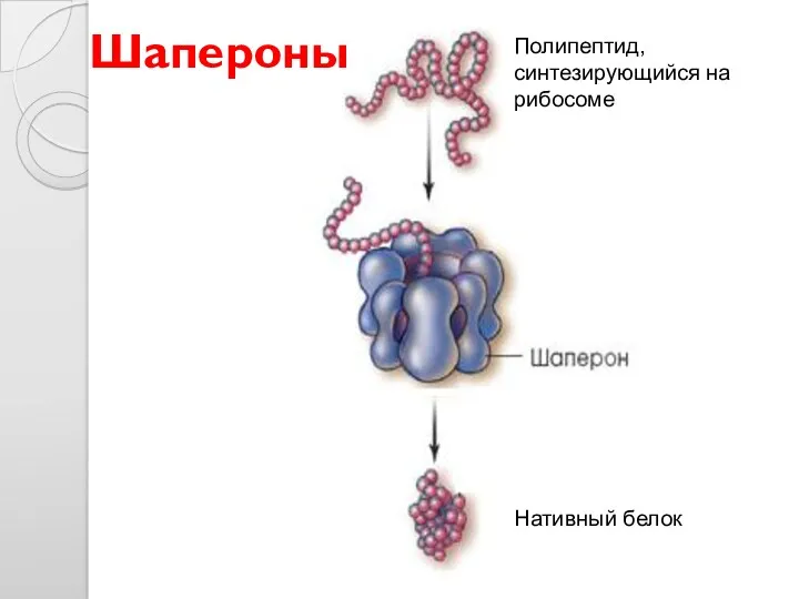 Шапероны Полипептид, синтезирующийся на рибосоме Нативный белок