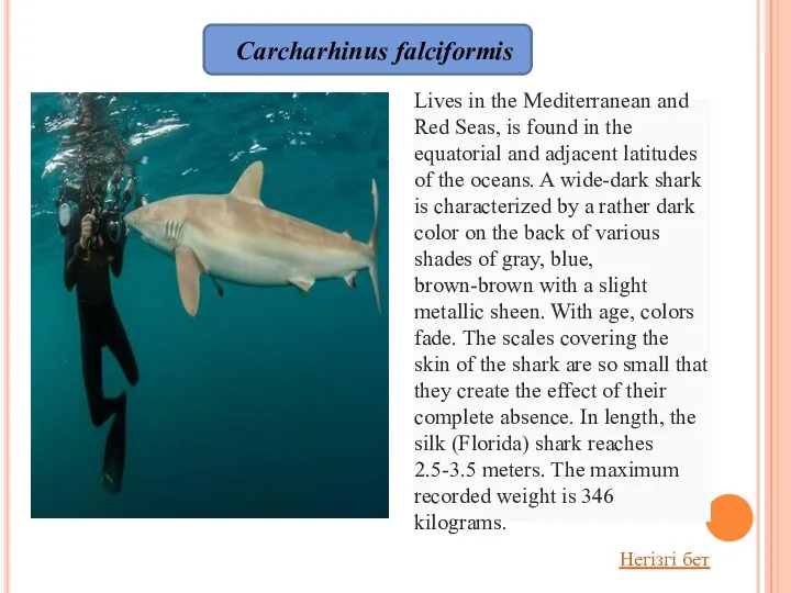 Carcharhinus falciformis Lives in the Mediterranean and Red Seas, is