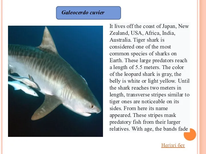 Galeocerdo cuvier It lives off the coast of Japan, New