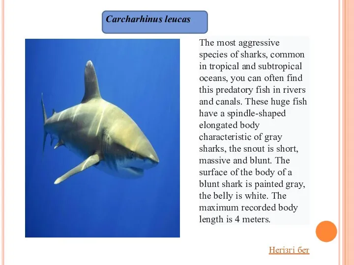 Carcharhinus leucas The most aggressive species of sharks, common in