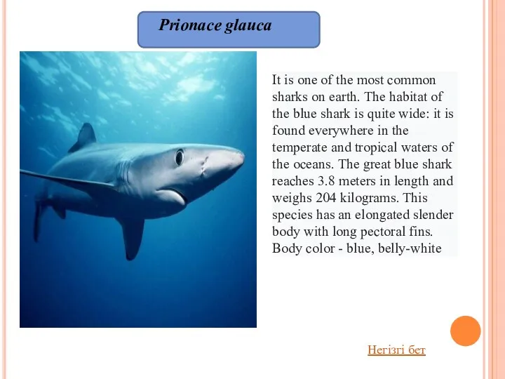 Prionace glauca It is one of the most common sharks