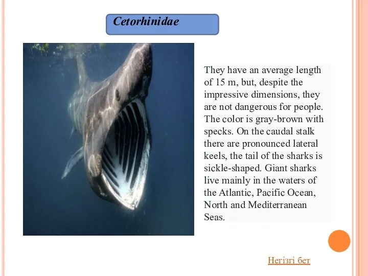Cetorhinidae They have an average length of 15 m, but,