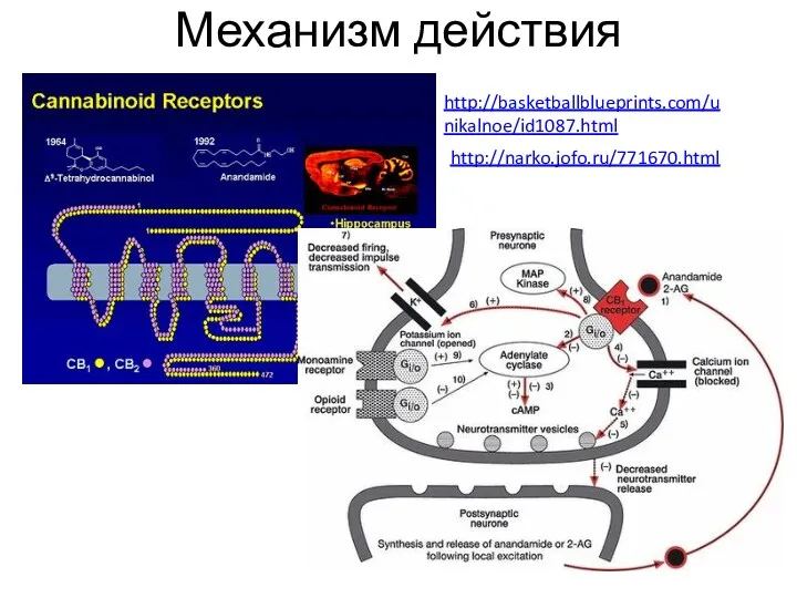 Механизм действия http://basketballblueprints.com/unikalnoe/id1087.html http://narko.jofo.ru/771670.html