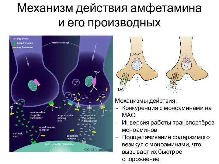 Механизм действия амфетамина и его производных Механизмы действия: Конкуренция с