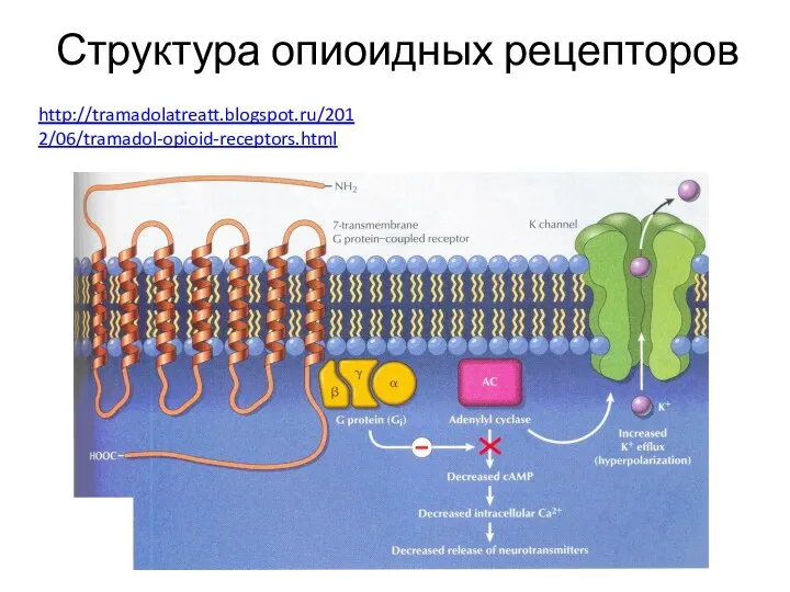 Структура опиоидных рецепторов http://tramadolatreatt.blogspot.ru/2012/06/tramadol-opioid-receptors.html