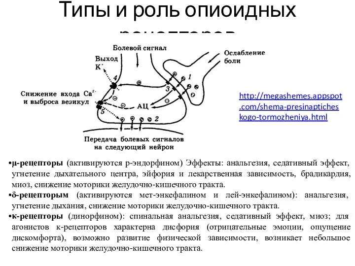 Типы и роль опиоидных рецепторов μ-рецепторы (активируются р-эндорфином) Эффекты: анальгезия,