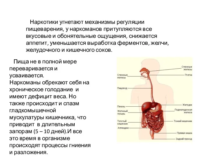 Наркотики угнетают механизмы регуляции пищеварения, у наркоманов притупляются все вкусовые