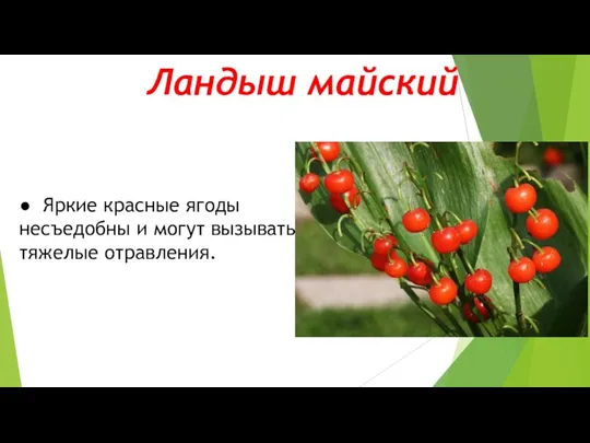 Ландыш майский ● Яркие красные ягоды несъедобны и могут вызывать тяжелые отравления.