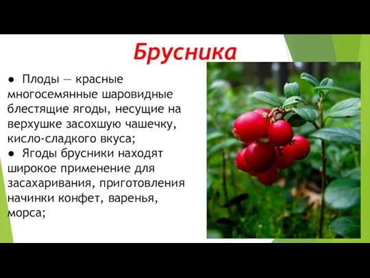 Брусника ● Плоды — красные многосемянные шаровидные блестящие ягоды, несущие на верхушке засохшую