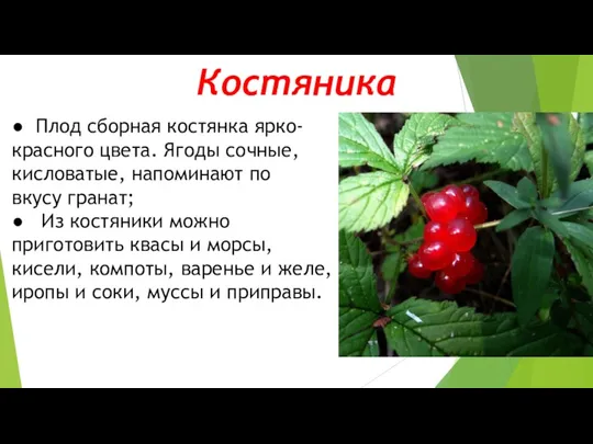 Костяника ● Плод сборная костянка ярко-красного цвета. Ягоды сочные, кисловатые, напоминают по вкусу