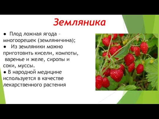 Земляника ● Плод ложная ягода – многоорешек (земляничина); ● Из земляники можно приготовить