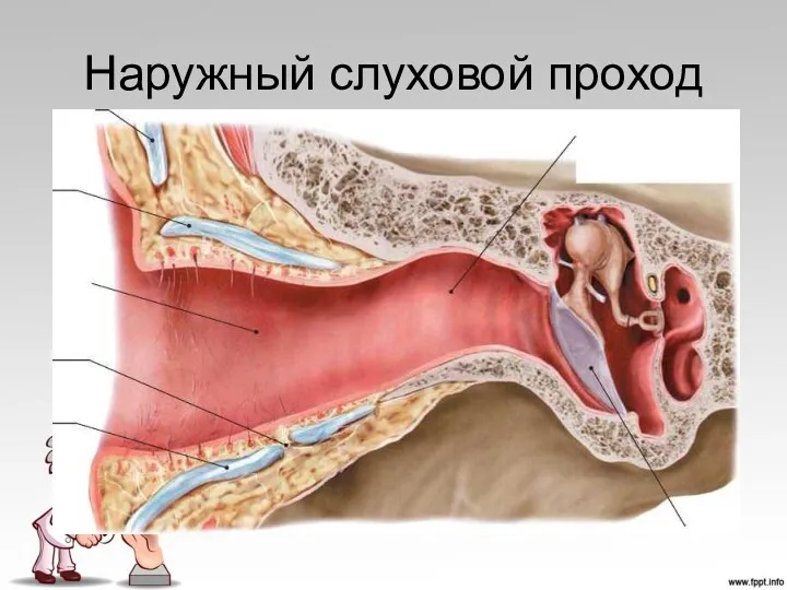 Наружный слуховой проход – представляет собой S-образную трубку, которая снаружи