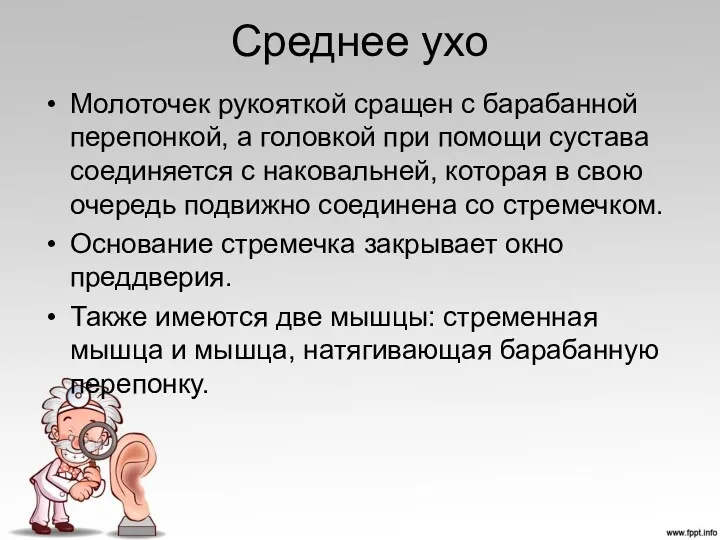 Среднее ухо Молоточек рукояткой сращен с барабанной перепонкой, а головкой