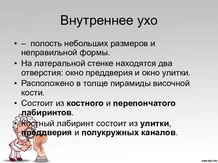 Внутреннее ухо – полость небольших размеров и неправильной формы. На